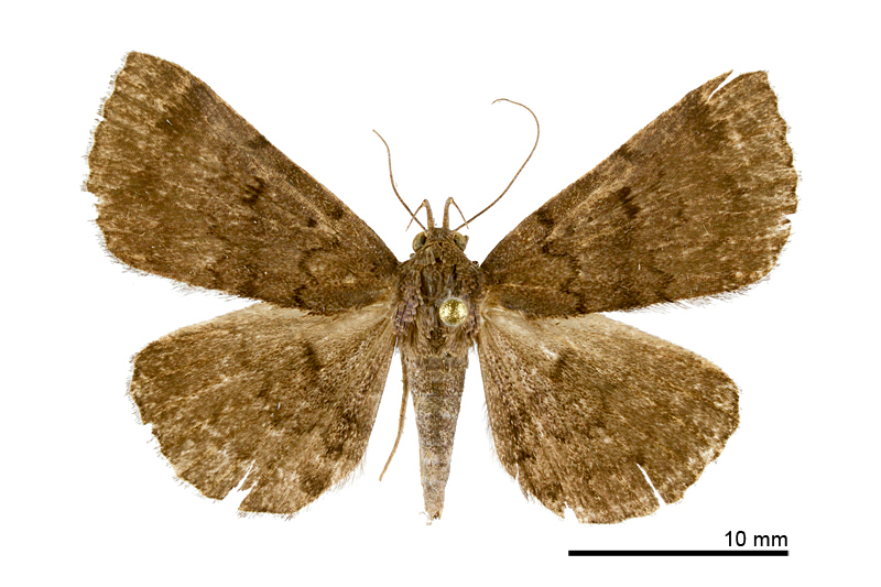 Mosopia parasordidum Female
